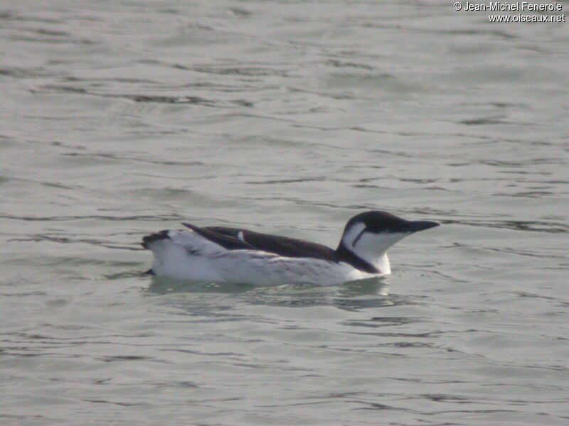 Common Murre