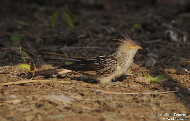 Guira cantara