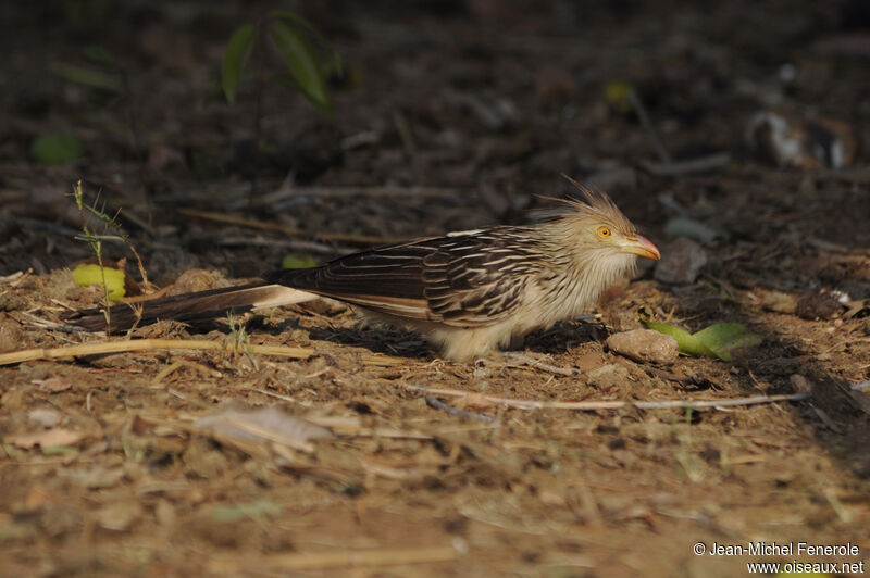 Guira Cuckoo