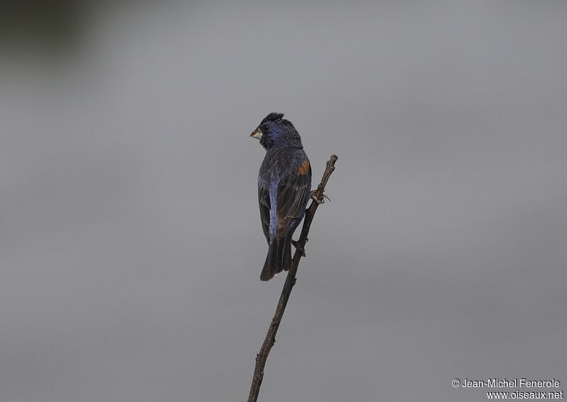 Blue Grosbeak