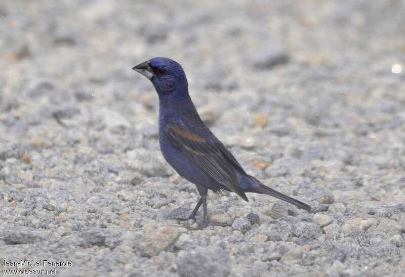 Guiraca bleu mâle adulte, identification