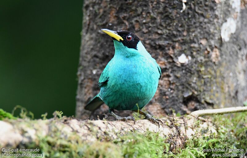 Green Honeycreeper