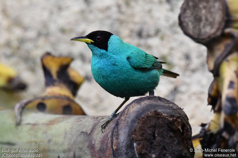 Green Honeycreeper male