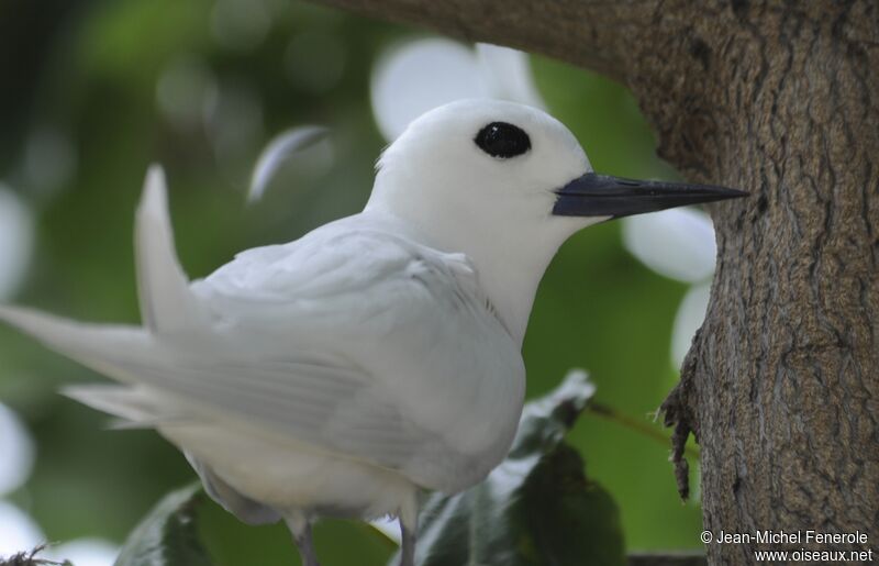 White Tern