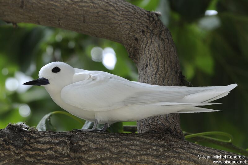 White Tern