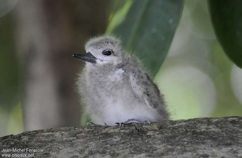 Gygis blanchePoussin, identification