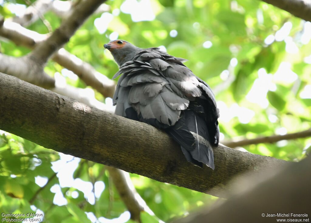 Gymnogène d'Afrique