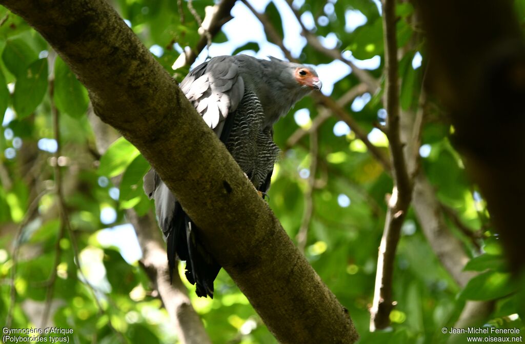 Gymnogène d'Afrique