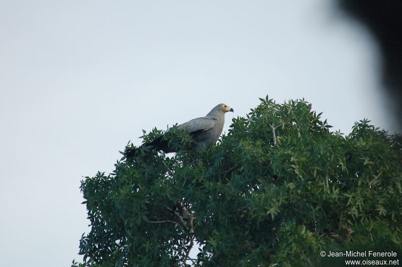 Madagascar Harrier-Hawk