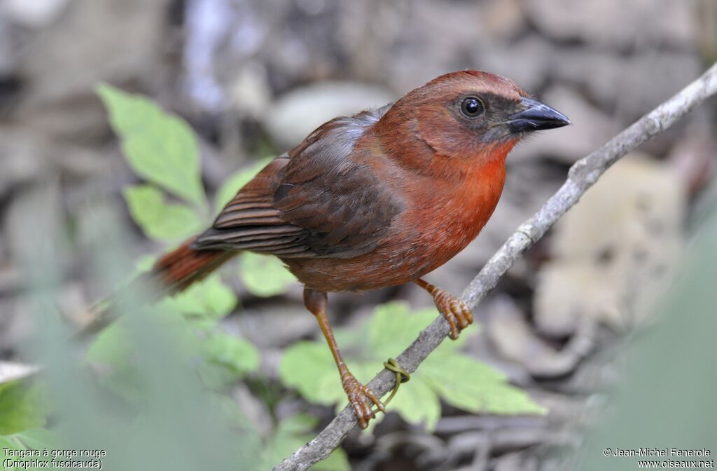 Habia à gorge rouge