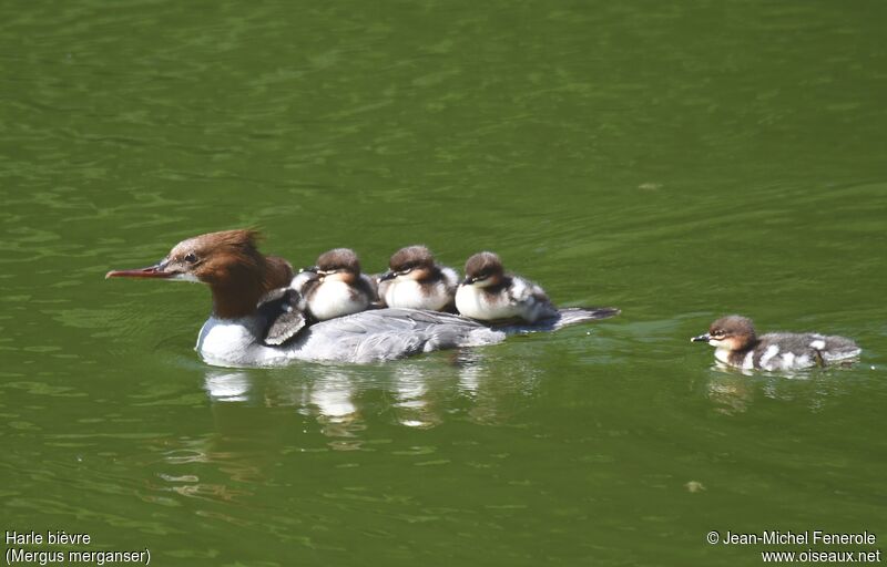 Common Merganser