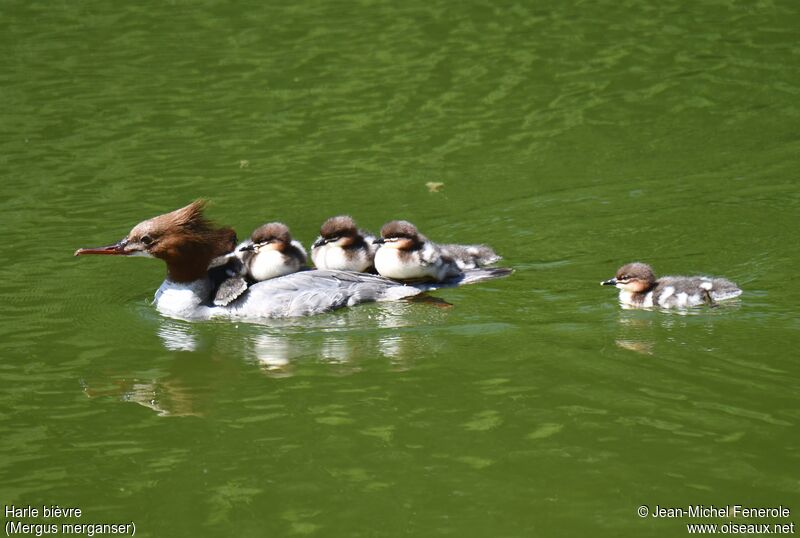 Common Merganser