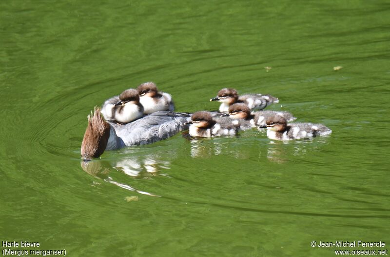 Common Merganser