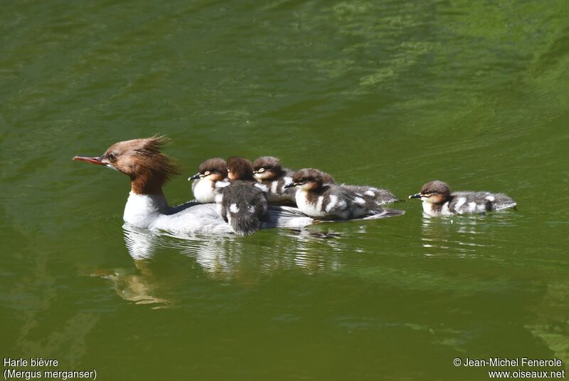 Common Merganser