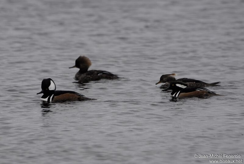 Hooded Merganser