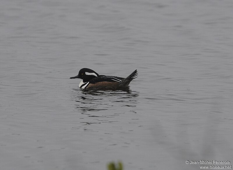 Hooded Merganser