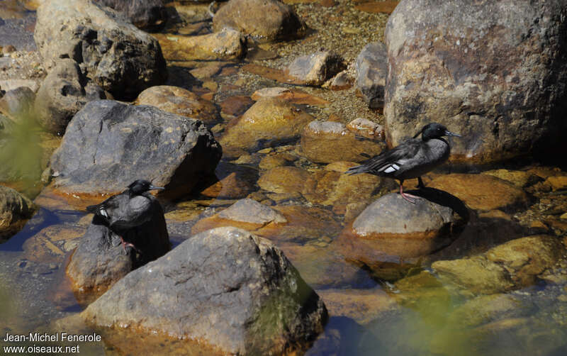 Brazilian Merganseradult, habitat