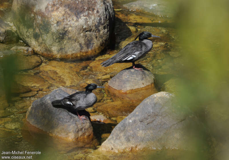 Brazilian Merganseradult, identification