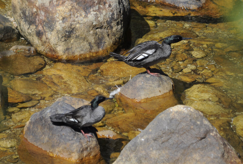 Brazilian Merganser 