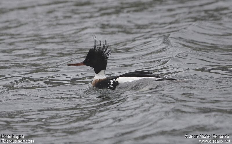 Red-breasted Merganser