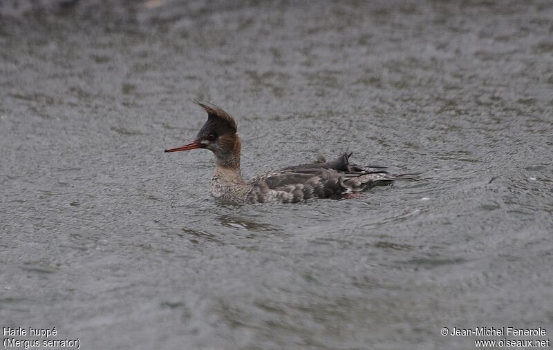 Red-breasted Merganser