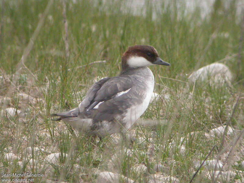 Smew female adult breeding, identification