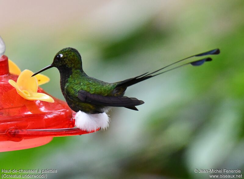 White-booted Racket-tail