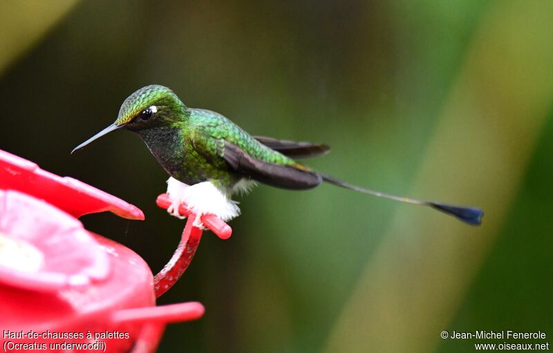 White-booted Racket-tail