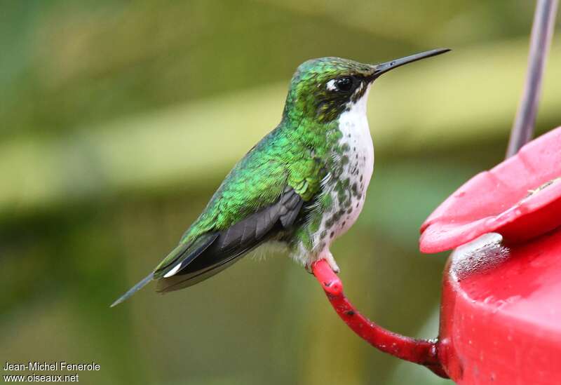 White-booted Racket-tail female adult, identification