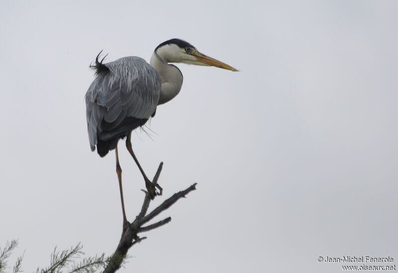 Grey Heron