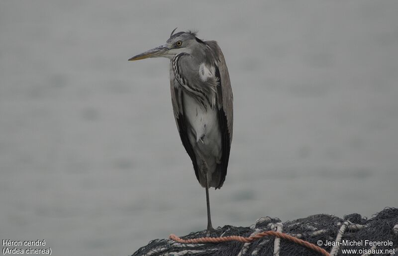 Grey Heron