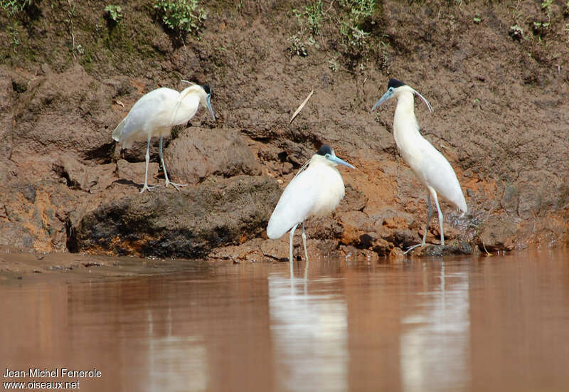 Héron coiffé, habitat, pigmentation