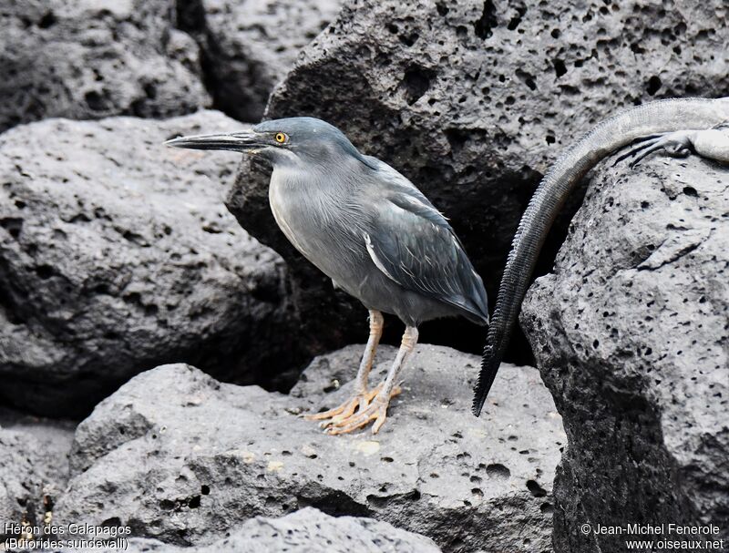 Héron des Galapagos