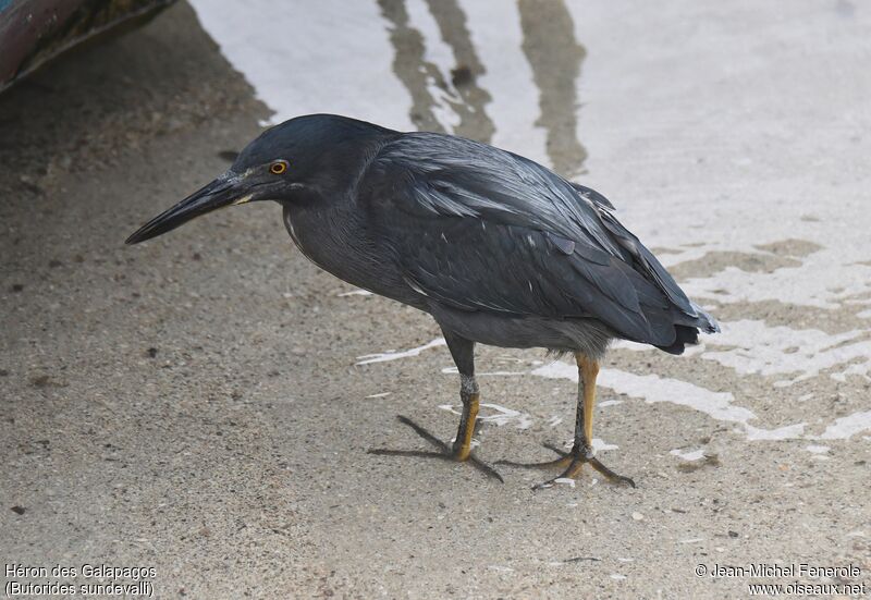 Héron des Galapagos