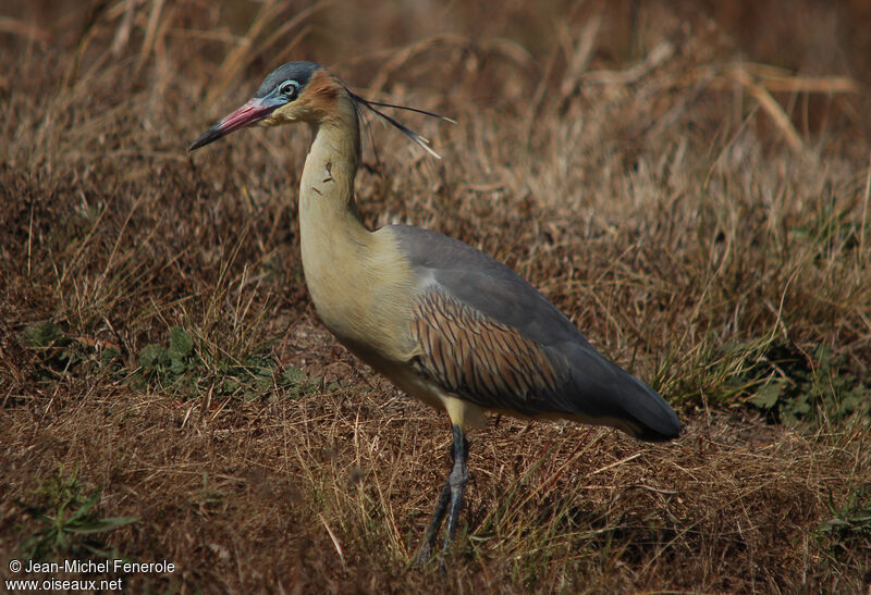 Whistling Heronadult