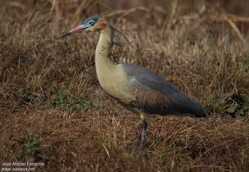 Whistling Heronadult, identification