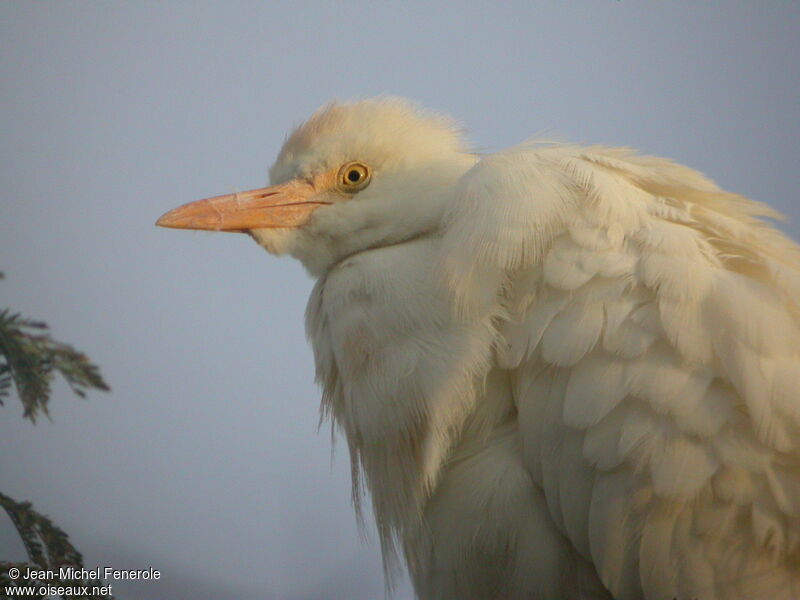 Western Cattle Egret