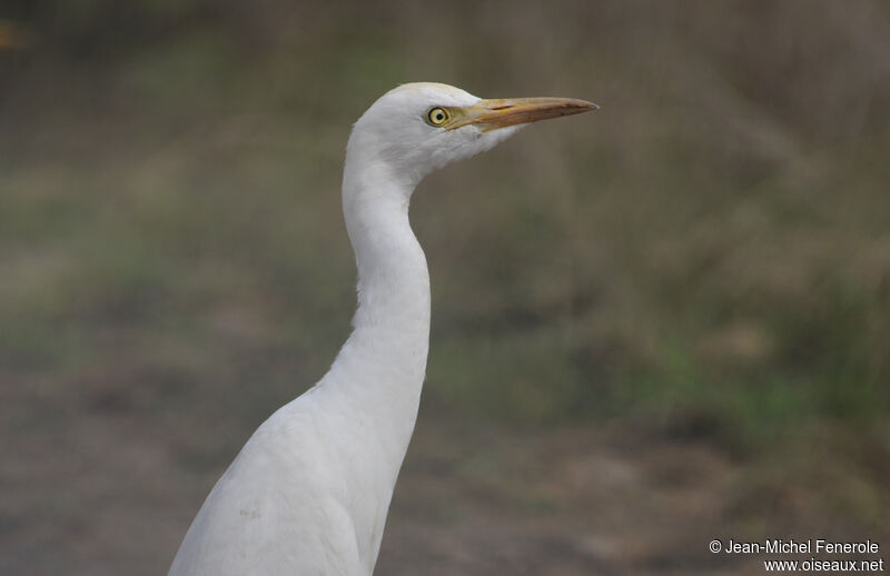 Western Cattle Egret