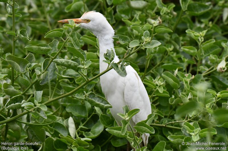 Western Cattle Egret