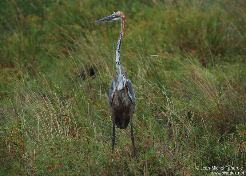 Goliath Heron