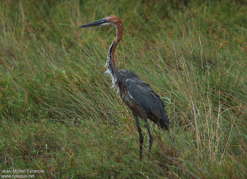 Goliath Heronadult transition, identification