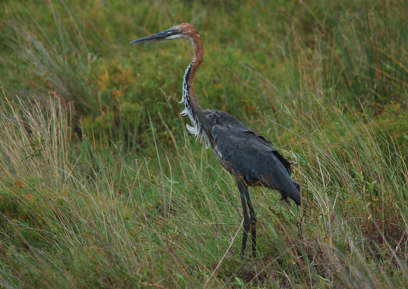 Héron goliath