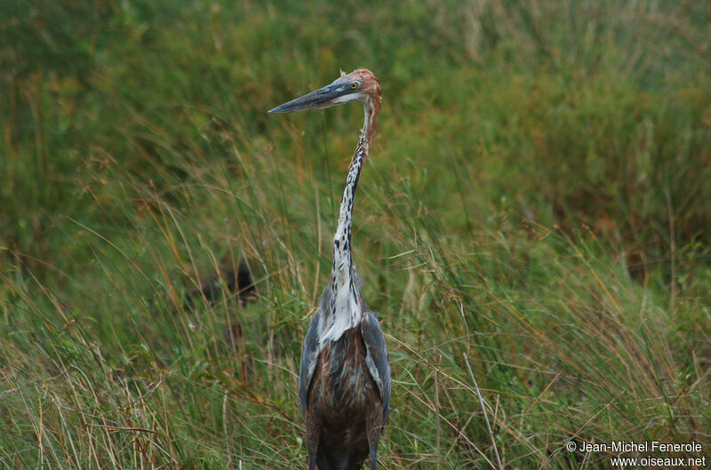 Héron goliath