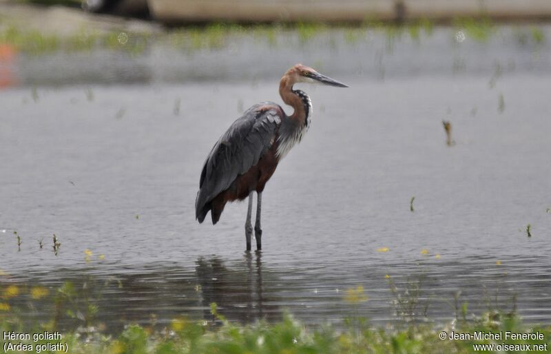 Goliath Heron