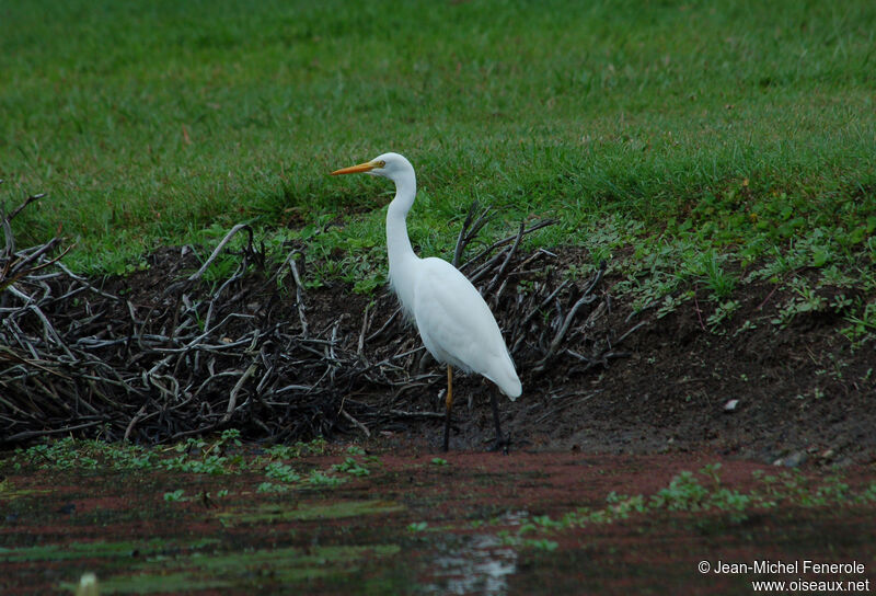 Medium Egret