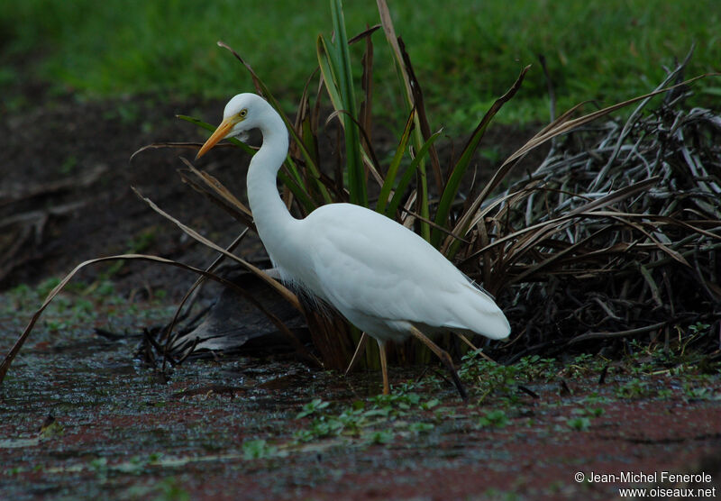 Medium Egret