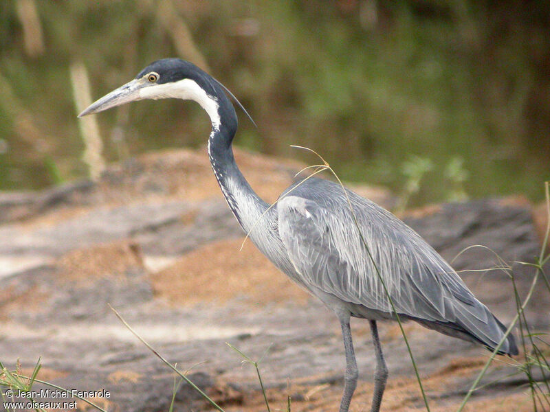 Black-headed Heron