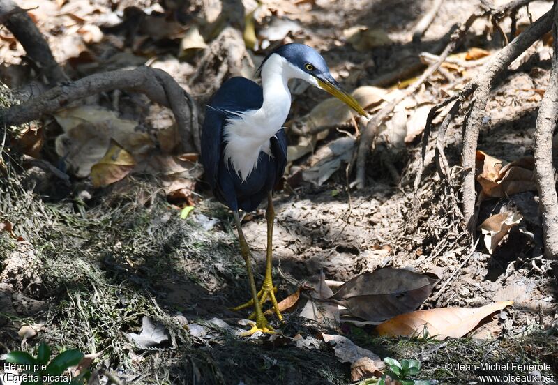 Pied Heron