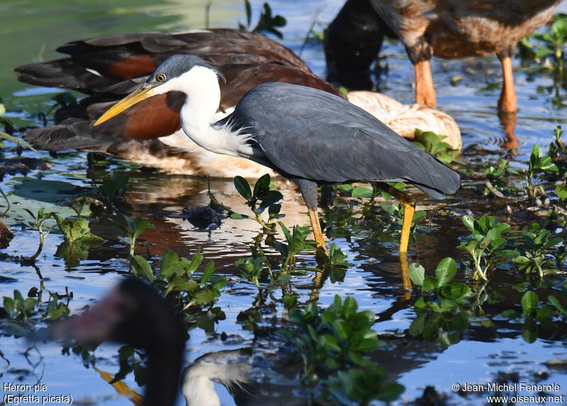 Pied Heron