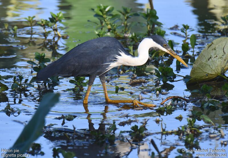 Pied Heron